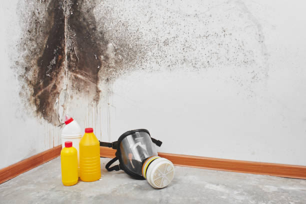 Best Professional Mold Removal  in Irwin, SC