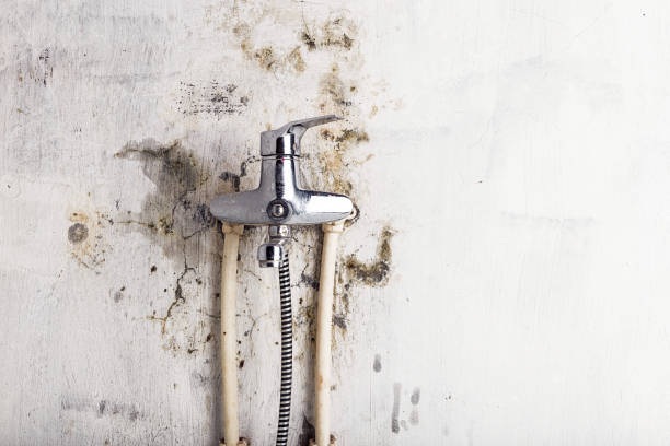 Best Emergency Mold Removal  in Irwin, SC