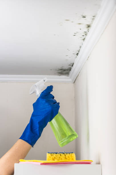 Best Toxic Mold Removal  in Irwin, SC